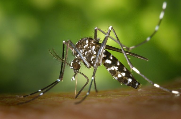 Dengue – O que é, Causa, Sintomas e Tratamentos - Laboratório Gram